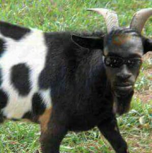 Meet your Posher, Claudite